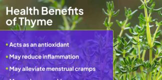 Цілюща сила чебрецю: науково доведена користь і безпечне використання