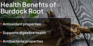 Удивительные Польза Корня Лопуха: Обзор, Подтвержденный Наукой