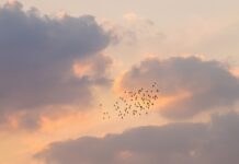 Спостереження за птахами: несподівано потужний стимулятор для мозку