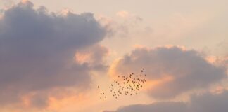 Спостереження за птахами: несподівано потужний стимулятор для мозку