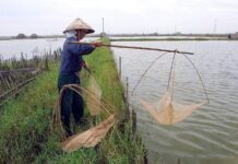 От аквакультурных прудов к человеческим глазам: появление новой вирусной угрозы