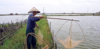 От аквакультурных прудов к человеческим глазам: появление новой вирусной угрозы