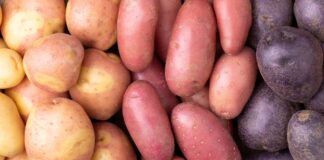 Більш ніж просто крохмаль: чому фіолетова картопля – це суперфуд