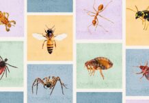 What Bit Me? The Definitive Bug ID Guide