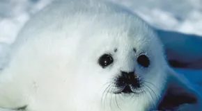 Чому ми любимо милі речі?